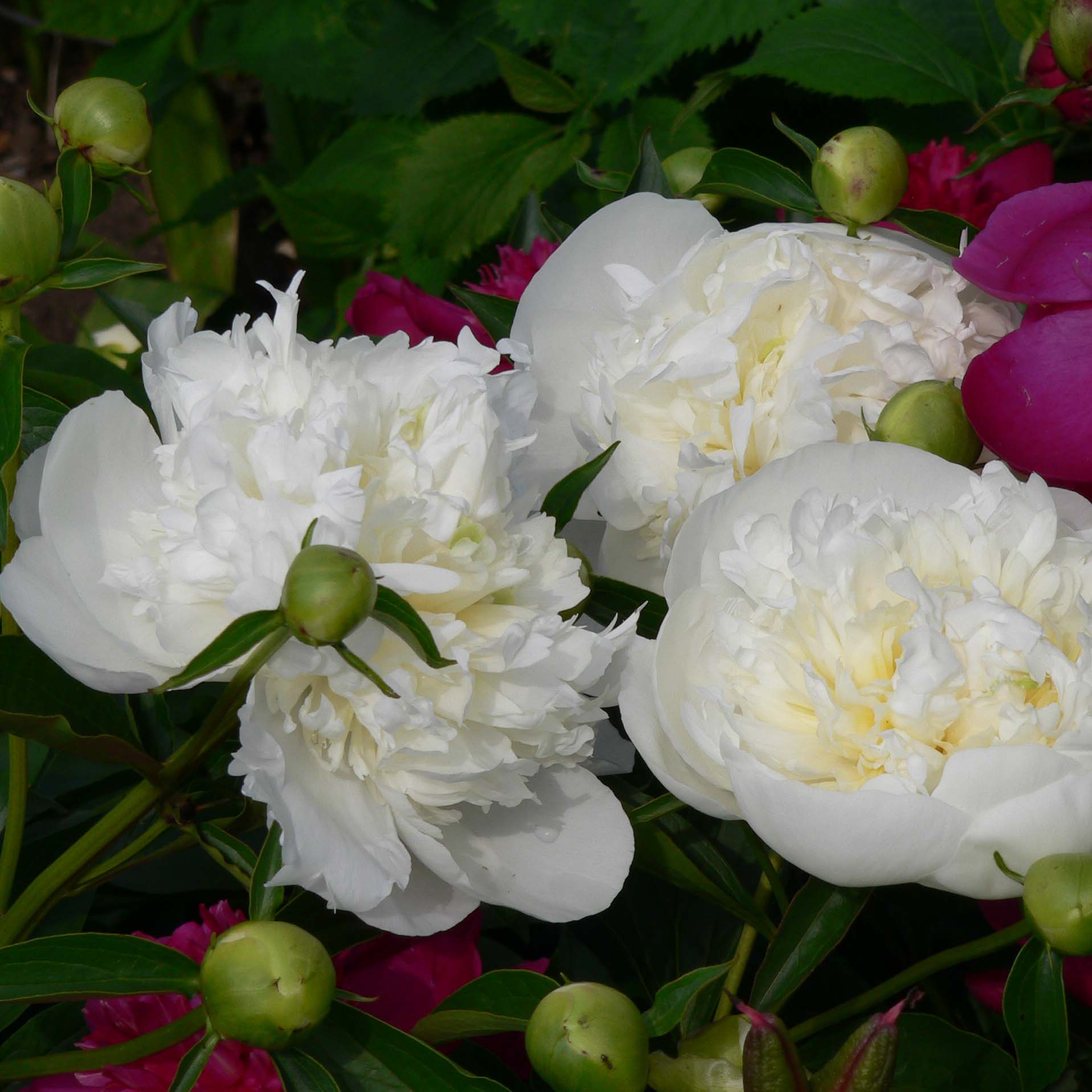 Pivoine lactiflora Duchesse de Nemours - Pivoine de Chine à fleurs doubles,  blanches à coeur jaune clair, parfumée.