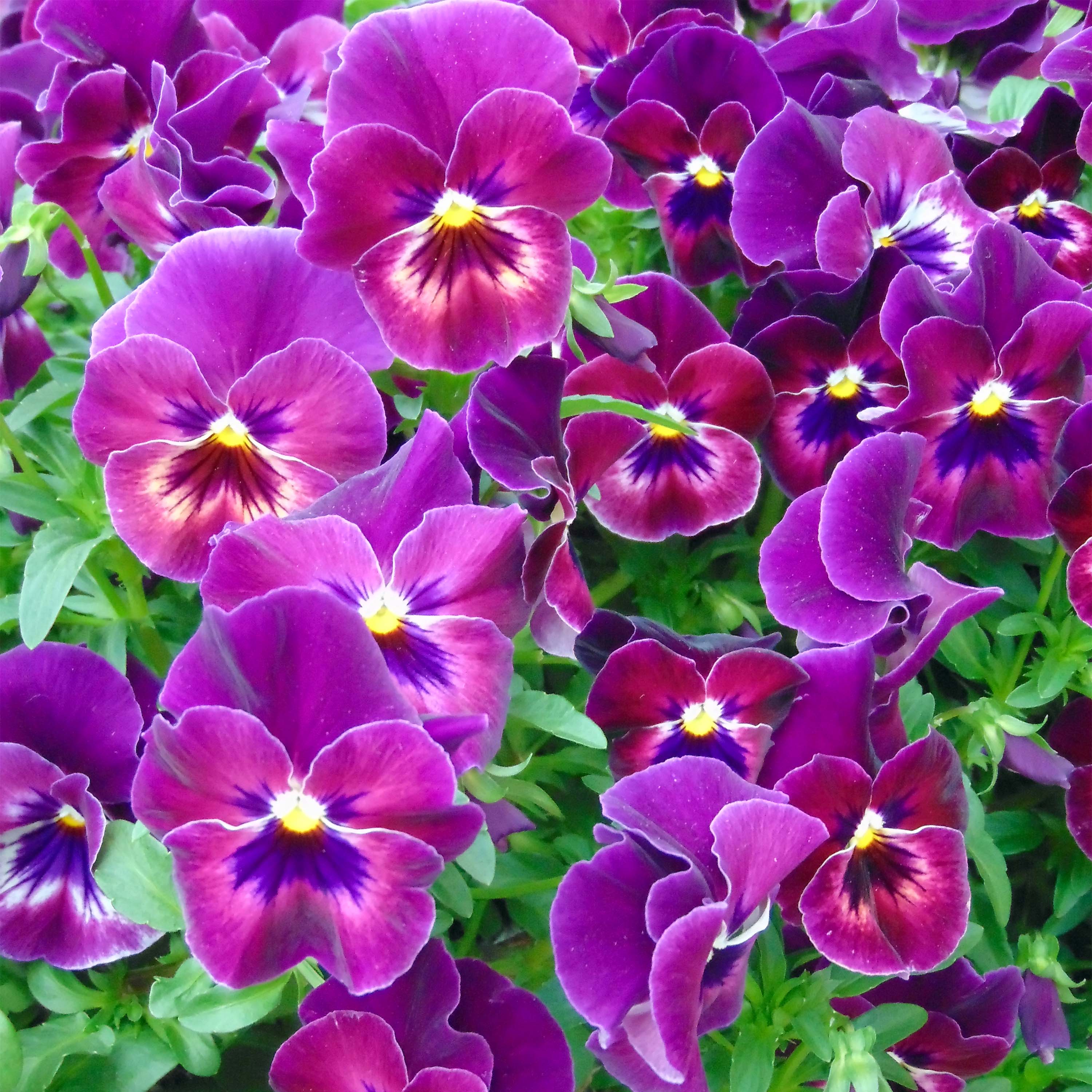 Pensée retombante Cool Wave Raspberry - Viola wittrockiana aux fleurs rouge  violacé à centre blanc et moustaches noires.