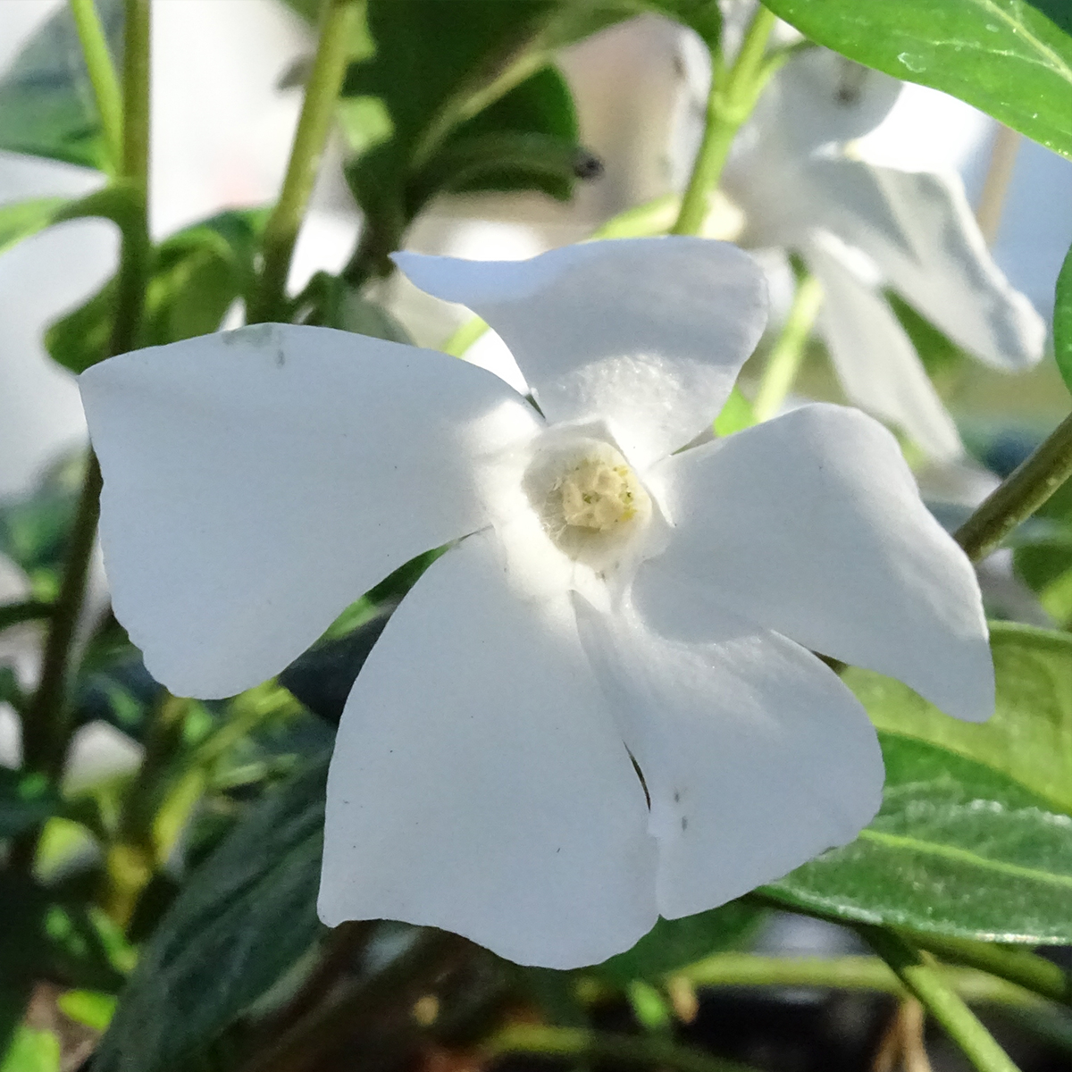 Vinca minor Alba - Petite pervenche couvre-sol persistante aux fleurs  blanches