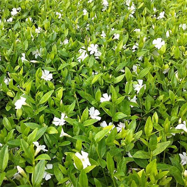 Vinca minor Elisa - Pervenche couvre-sol à petites fleurs blanc pur