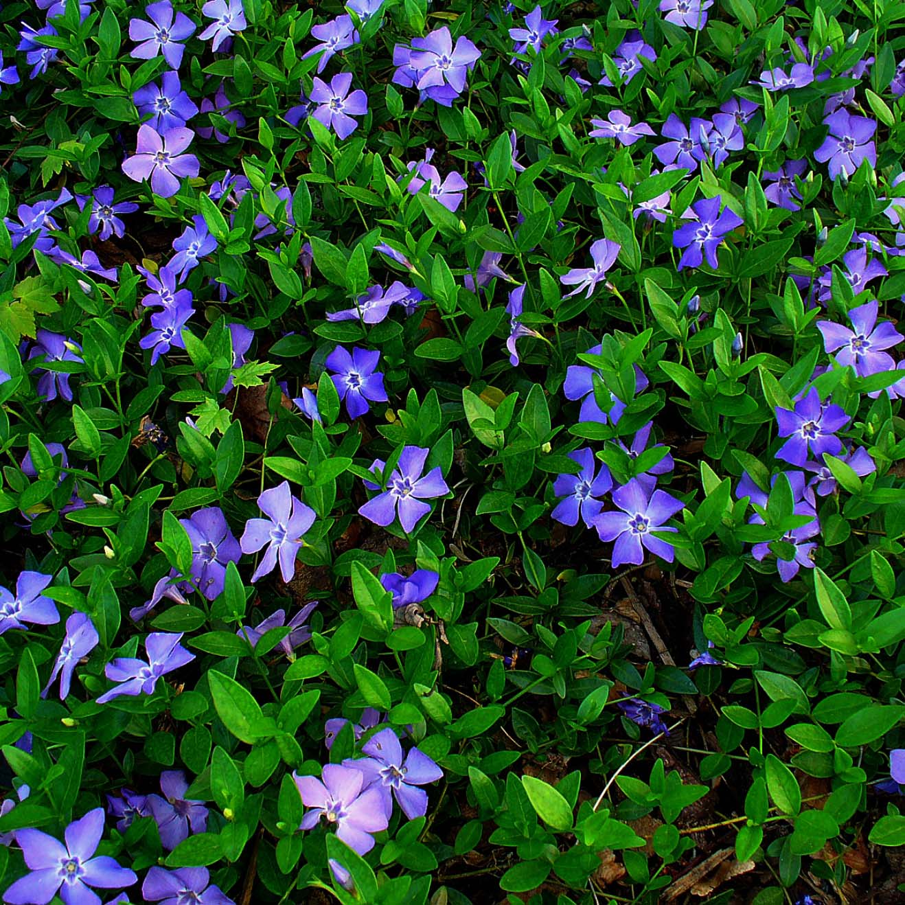Vinca minor- Petite pervenche - Couvre sol persistant à fleurs bleu  pervenche.