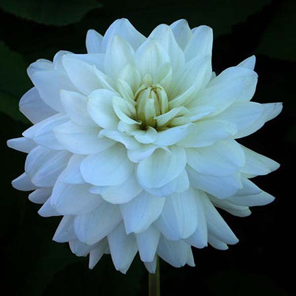 Dahlia Snowstorm - Dahlia décoratif aux fleurs blanc.