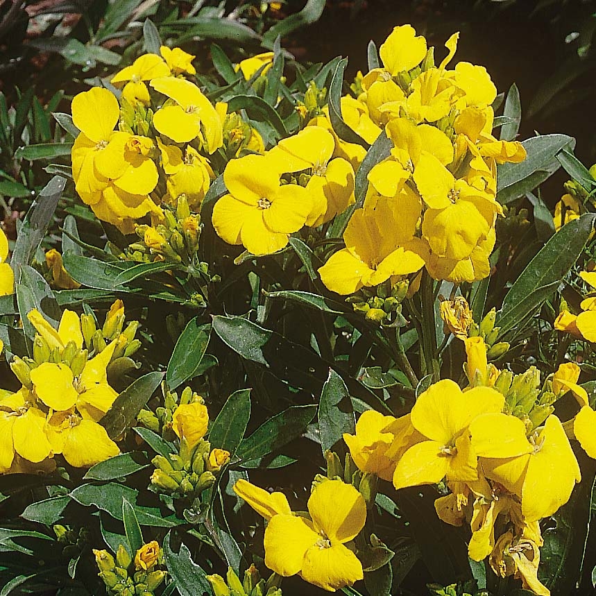 Erysimum cheiri Cloth of Gold - Giroflée ravenelle à fleurs jaune d'or.