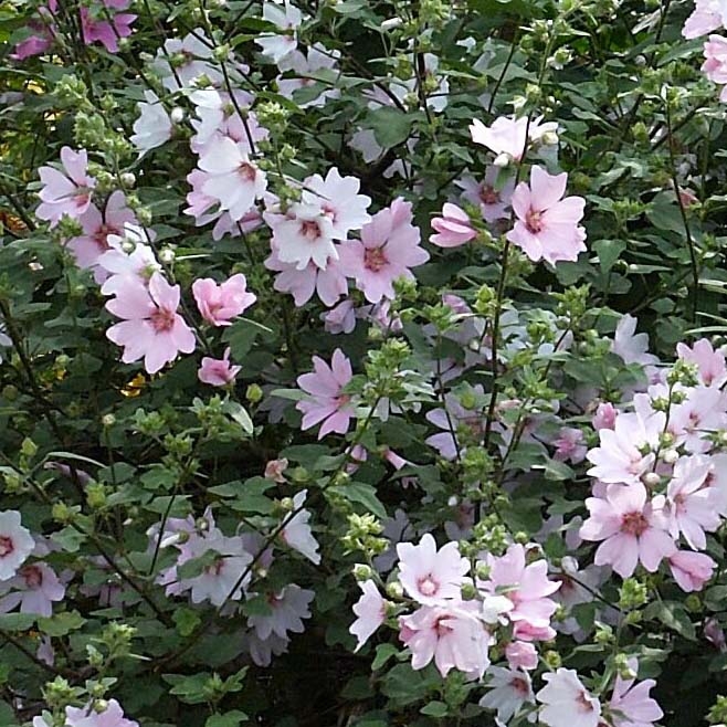 Lavatère Barnsley Baby - Vivace arbustive à fleurs blanc rosé