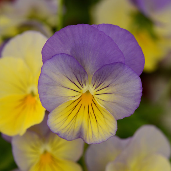 Pensée retombante Cool Wave Morpho - Viola wittrockiana - Une pensée  tapissante, aux fleurs bleu et jaune vif, à moustaches noires.