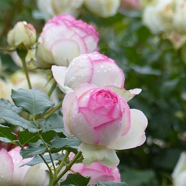 Rosa Pierre de Ronsard - Rosier grimpant à grosse fleur très double rose,  remontant.