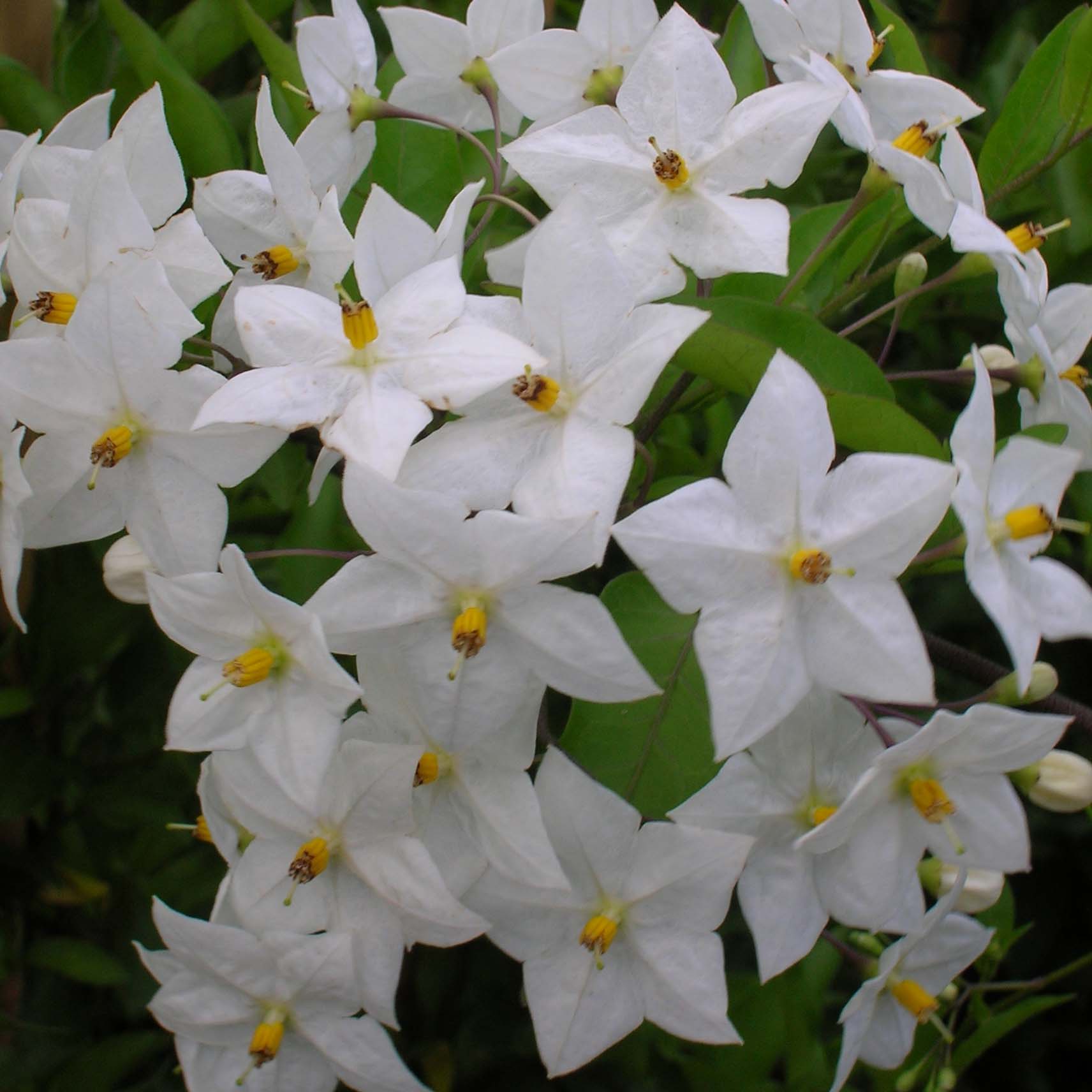 Solanum jasminoides Album - Morelle faux jasmin à fleurs blanches