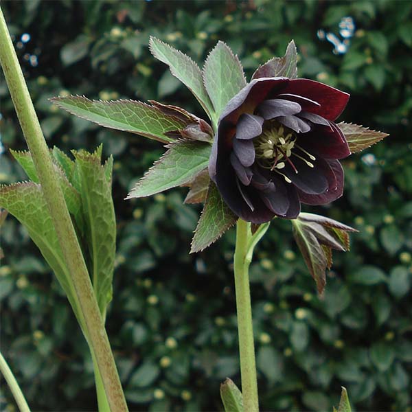Hellebore Double Noire - Helleborus orientalis - Rose de Noël presque noire,  à reflets pourpres et ardoise.