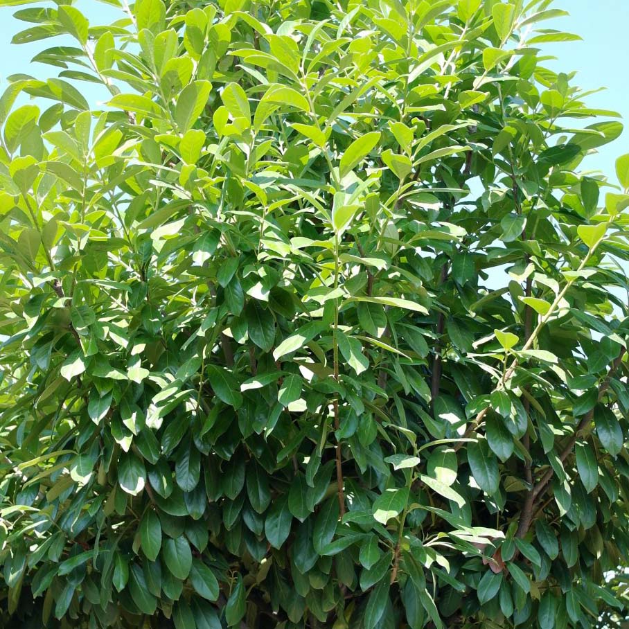 Prunus NOVITA haie! hauteur: 80-100 cm à partir de pot 6 Kirsch Laurier PLANTES