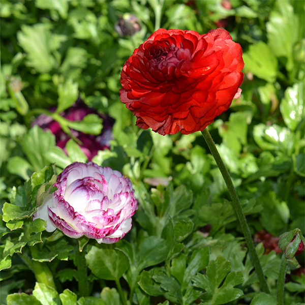 Renoncule asiatique, des fleuristes, des jardins, d'orient - Ranunculus  asiaticus - Une floraison très double, rouge, excellente fleur coupée.