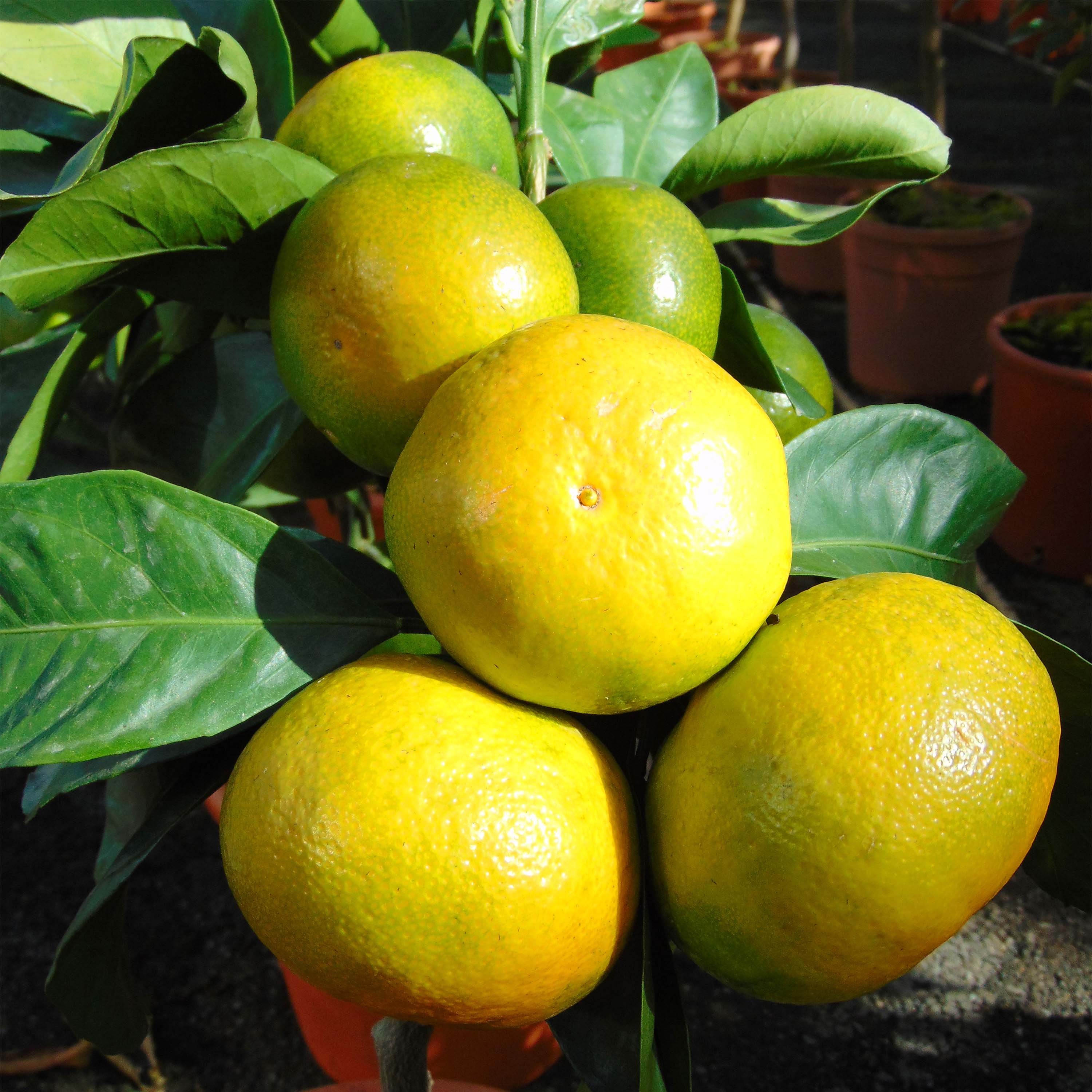 Mandarinier Satsuma - Citrus unshiu (récolte)