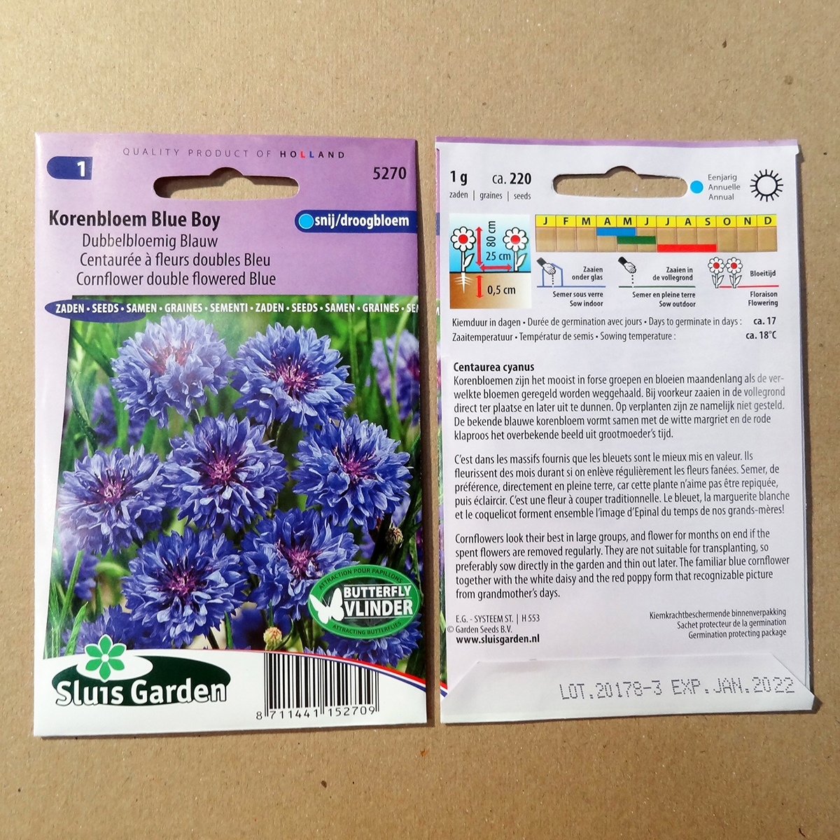 Honeywort CERINTHE 5 graines bleu Kiwi-Exotique Look