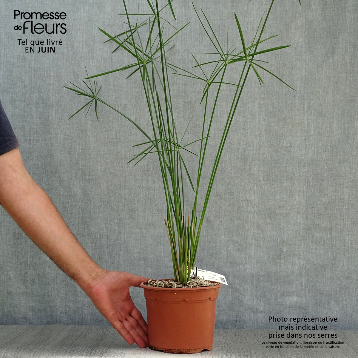 papyrus Cyperus alternifolius   plante bassin appartement 2+1 gratuit 