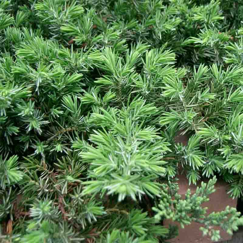 Juniper communis Hibernica dans 9 cm Pot Idéal Bonsai sujet