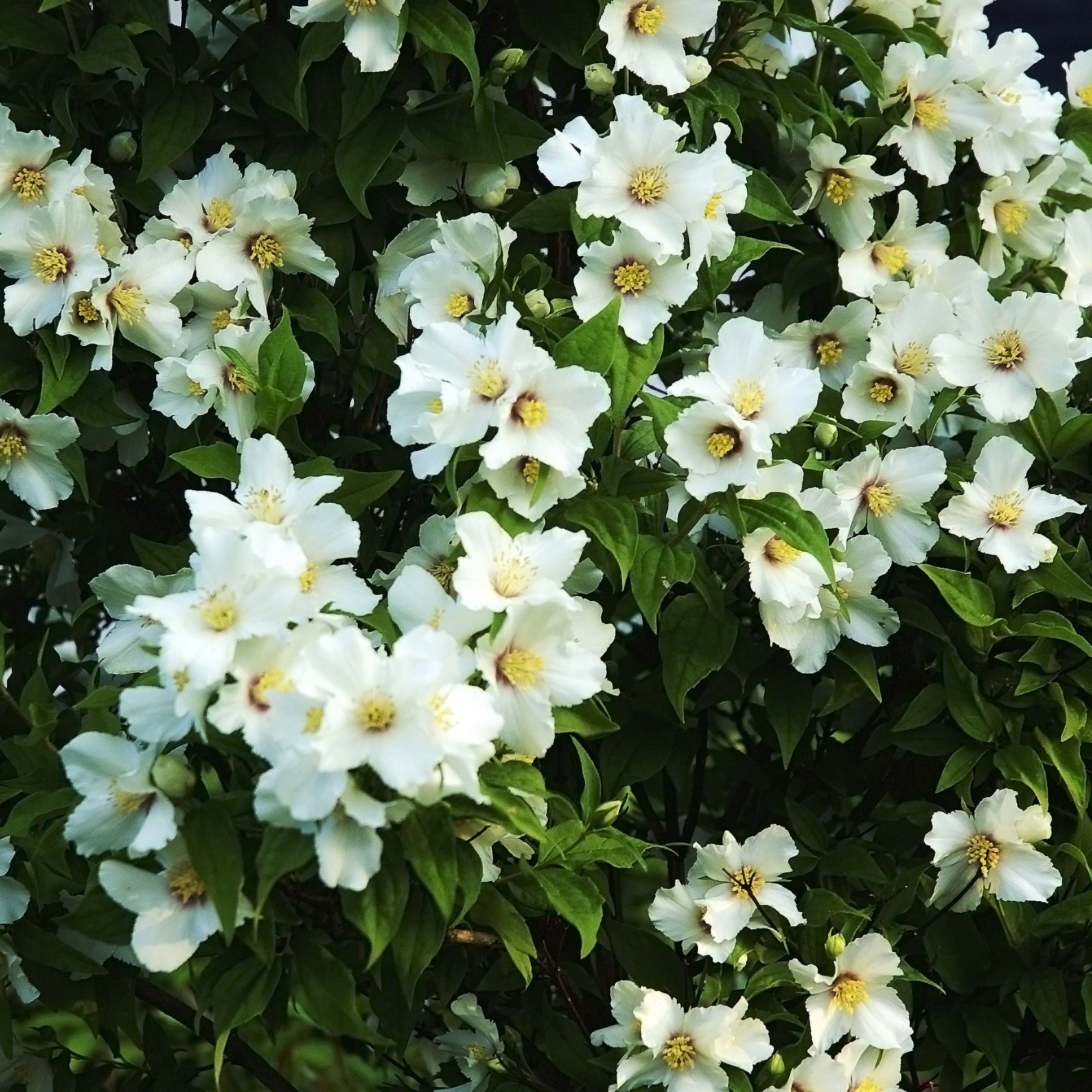 10 plantes à fleurs odorantes et parfumées pour le jardin ou la terrasse