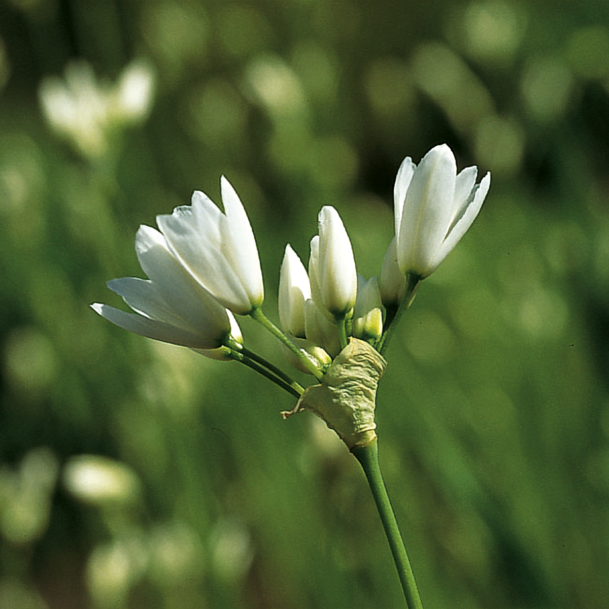 Allium zebdanense - Ail du Liban