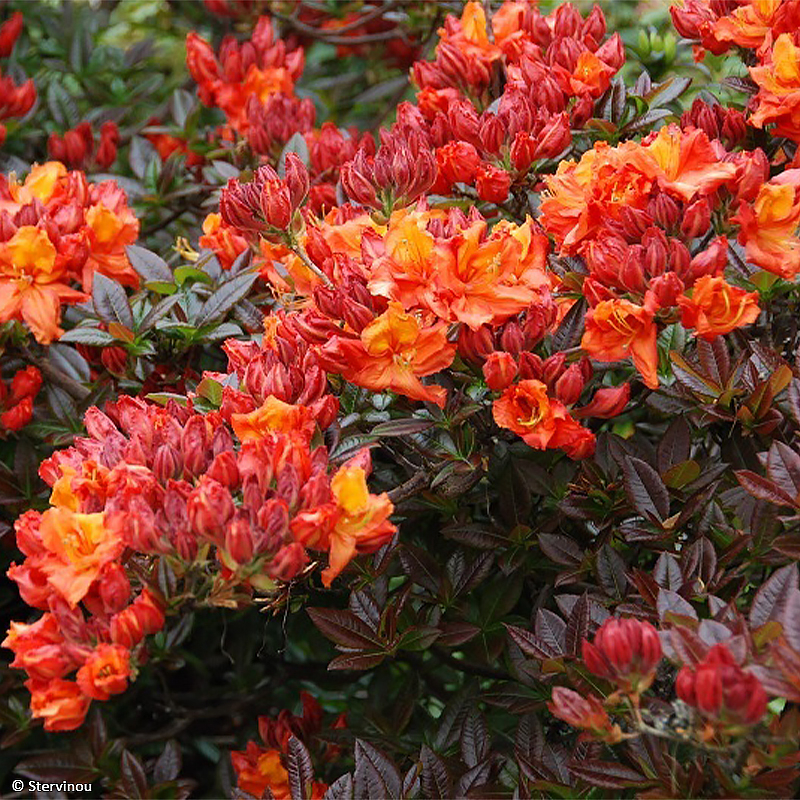 Azalée de Chine Mary Poppins - Rhododendron hybride  Knaphill - Exbury