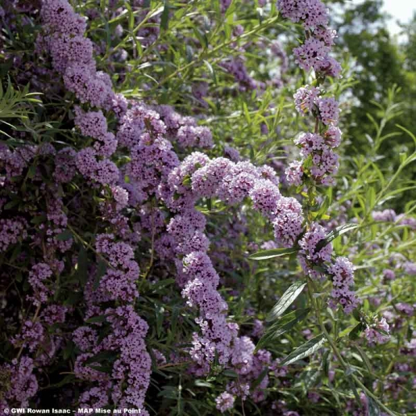 Buddleia alternifolia - Arbre aux papillons