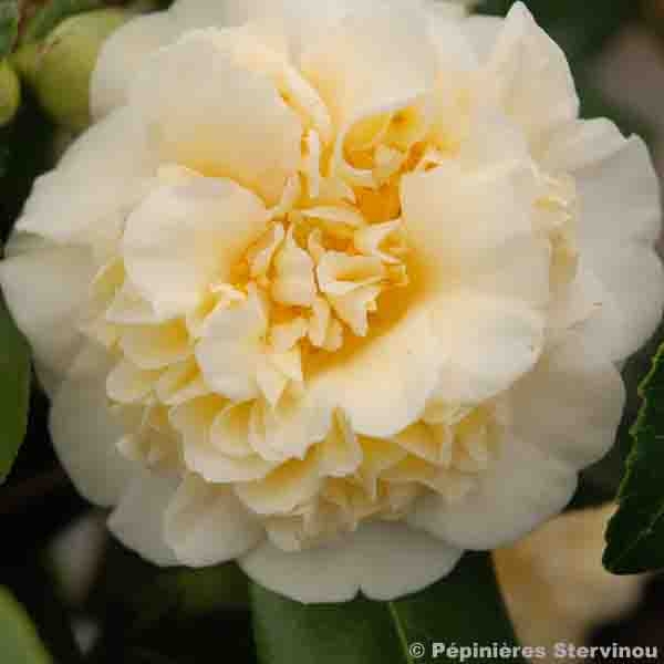 Camélia classique - Camellia Jurys Yellow