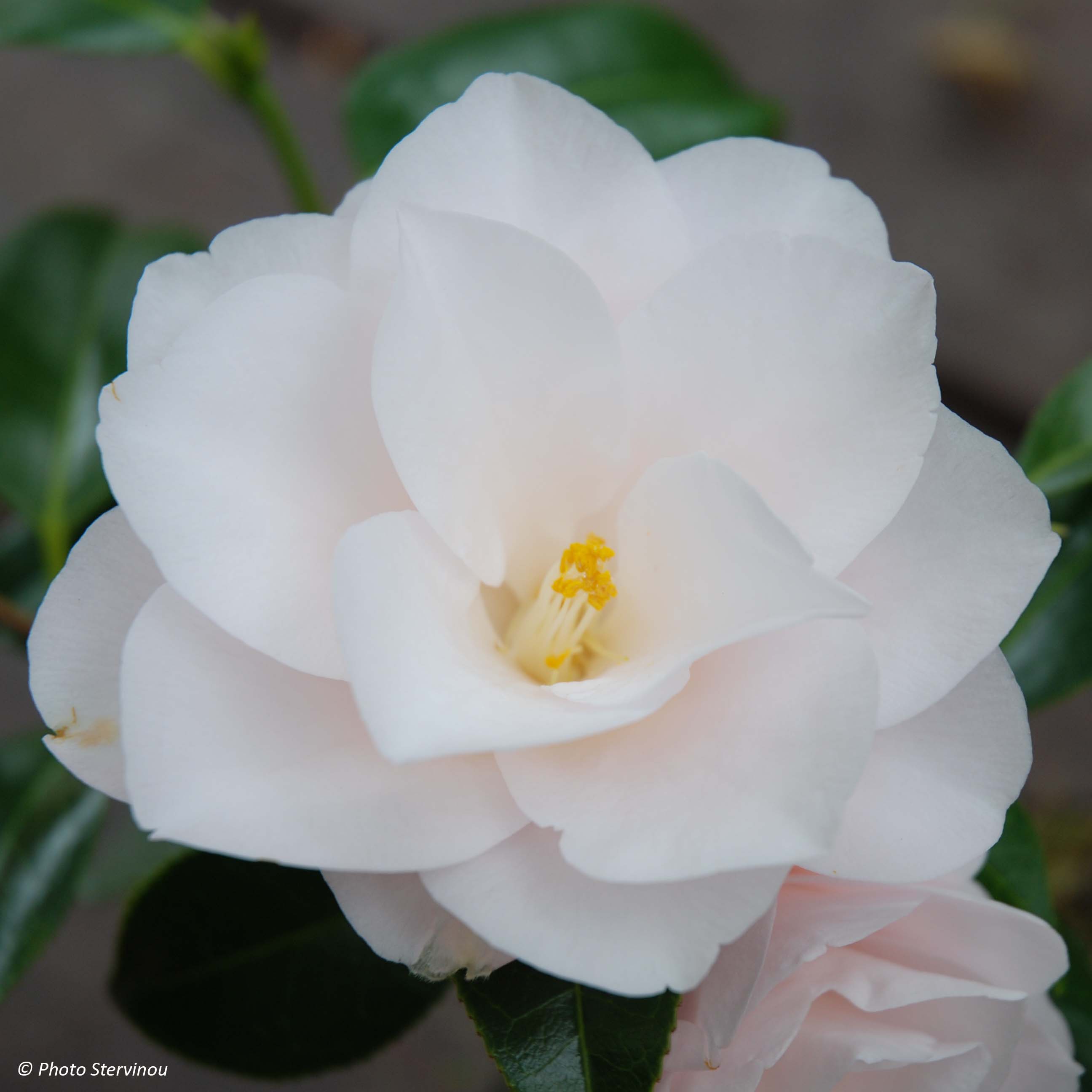 Camélia Hagoromo - Camellia japonica