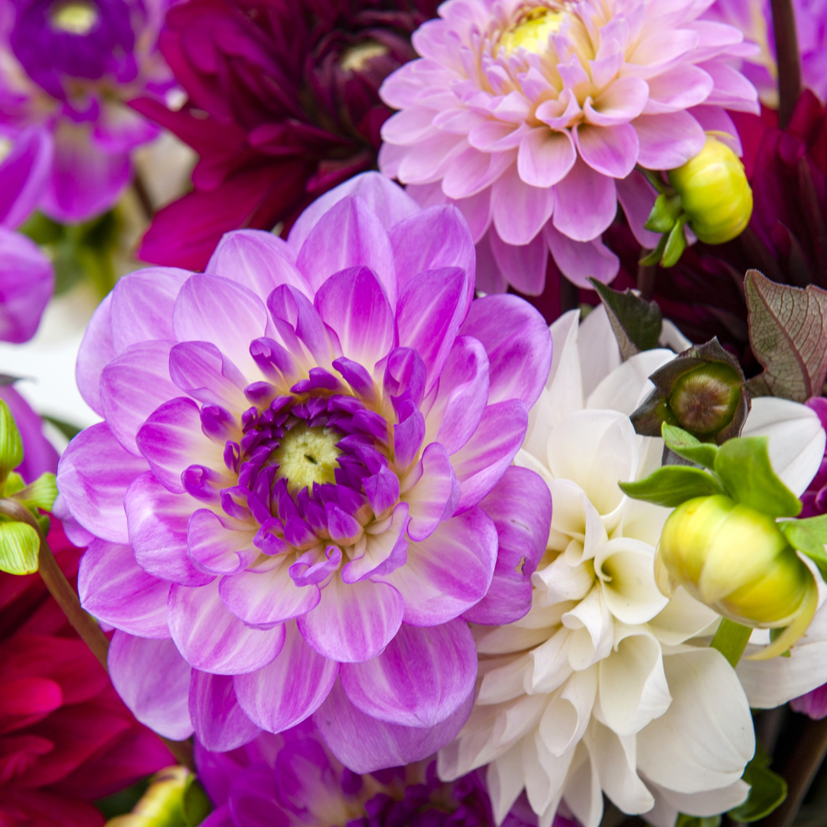 Collection Dahlias pour bouquets Ispahan