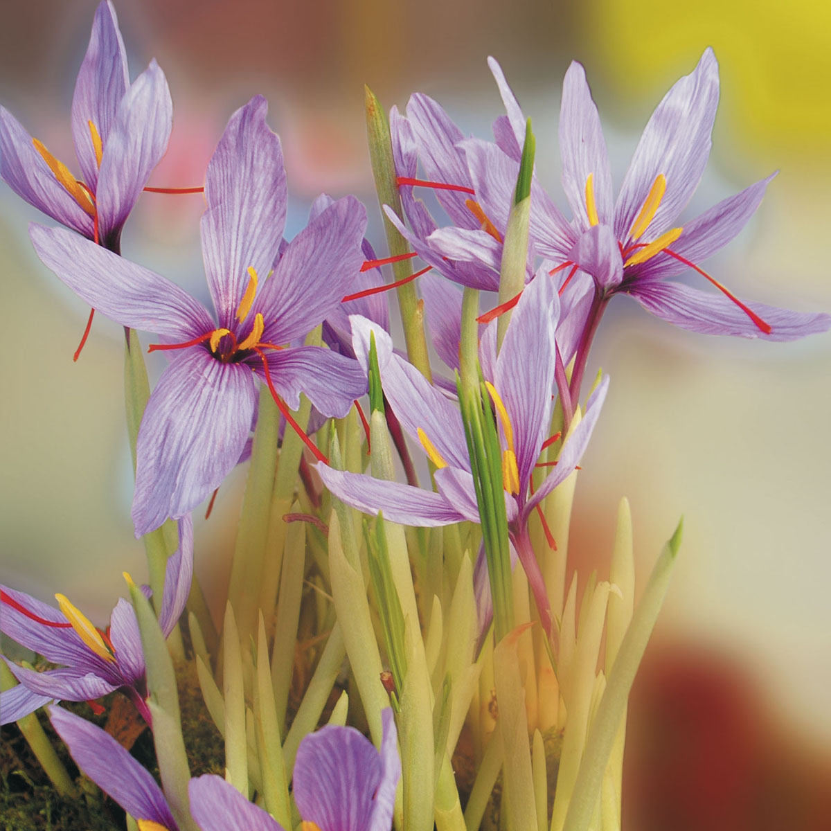 Crocus sativus ou Crocus à safran 8+
