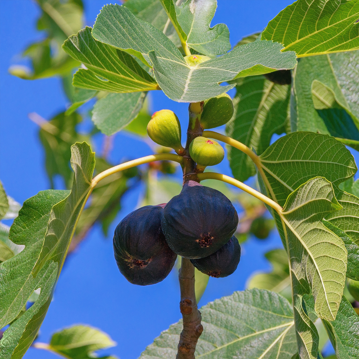 Figuier Noire de Bellone - Ficus carica