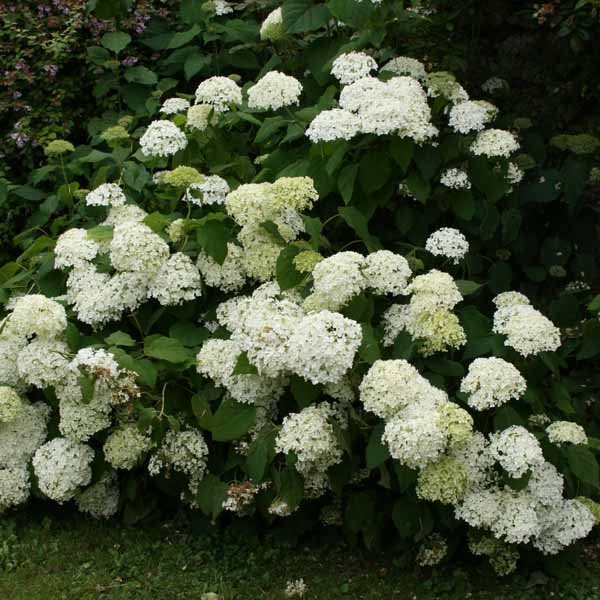 Hortensia - Hydrangea arborescens Annabelle