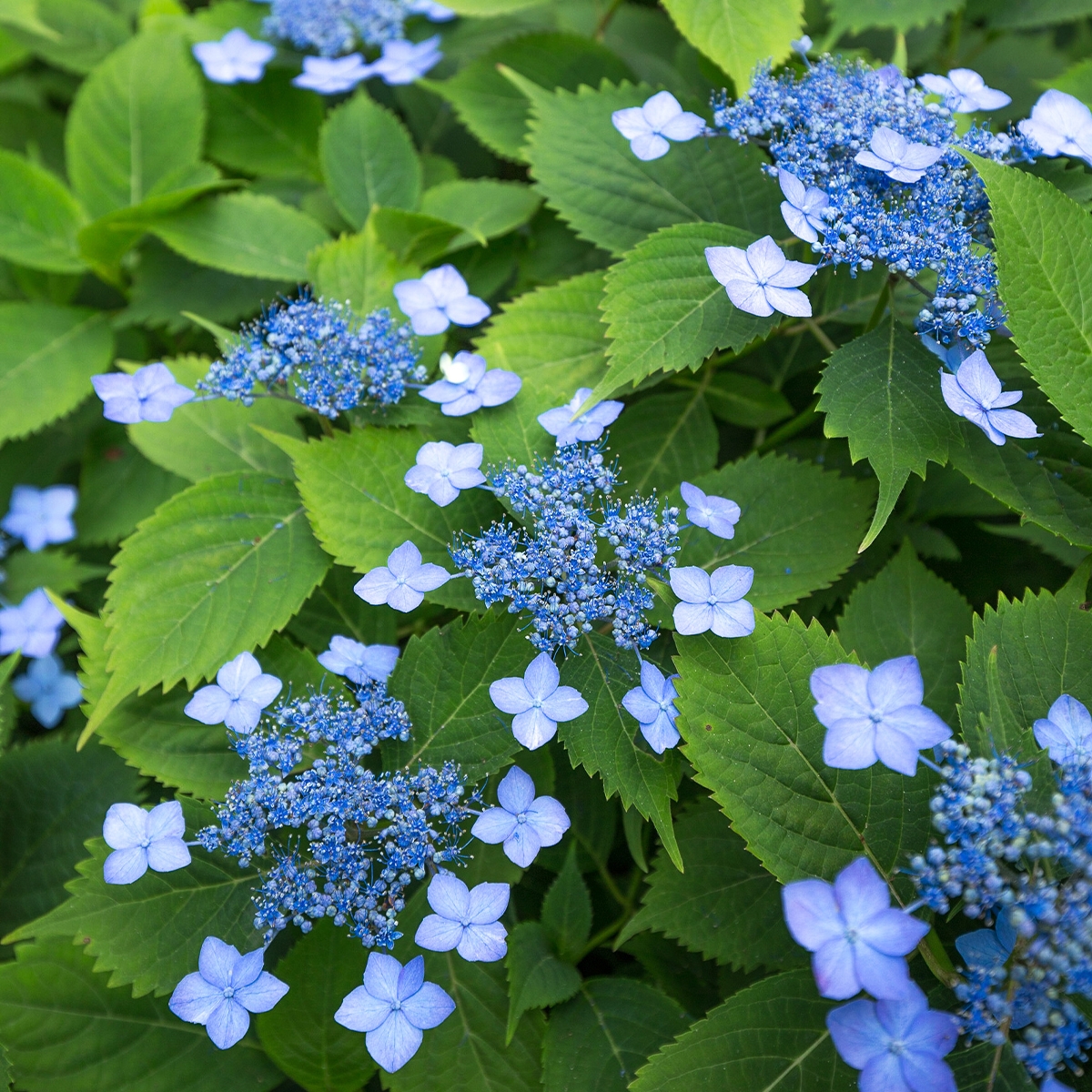 Hortensia - Hydrangea serrata Annie's Blue