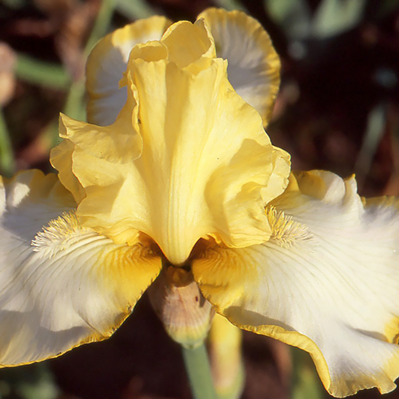 Iris germanica Antique Ivory - Iris des Jardins 