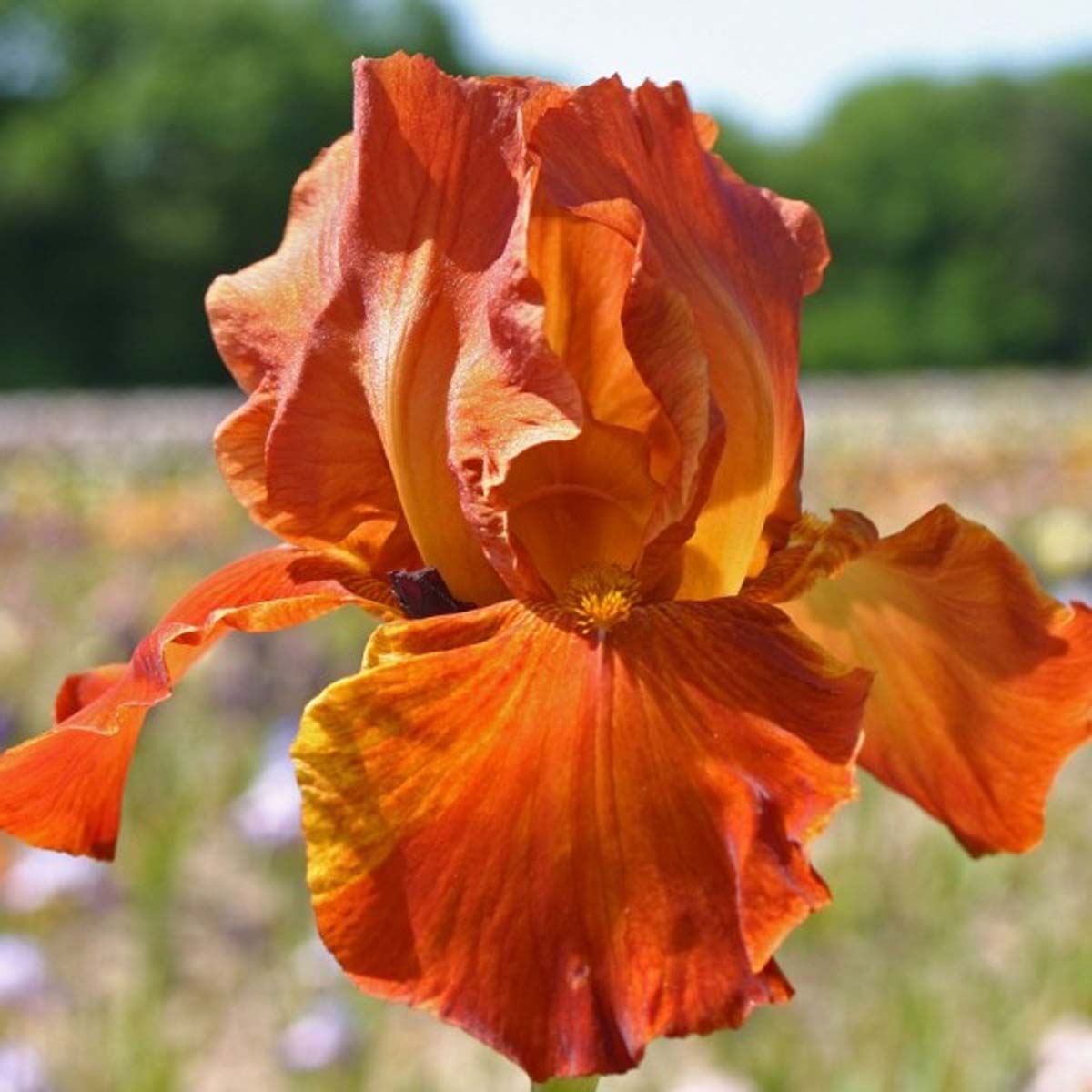 Iris germanica Brindisi - Iris des Jardins Brindisi