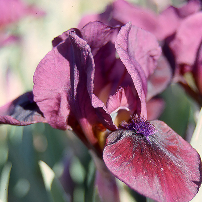 Iris germanica Candy Apple - Iris Lilliput ou nain 