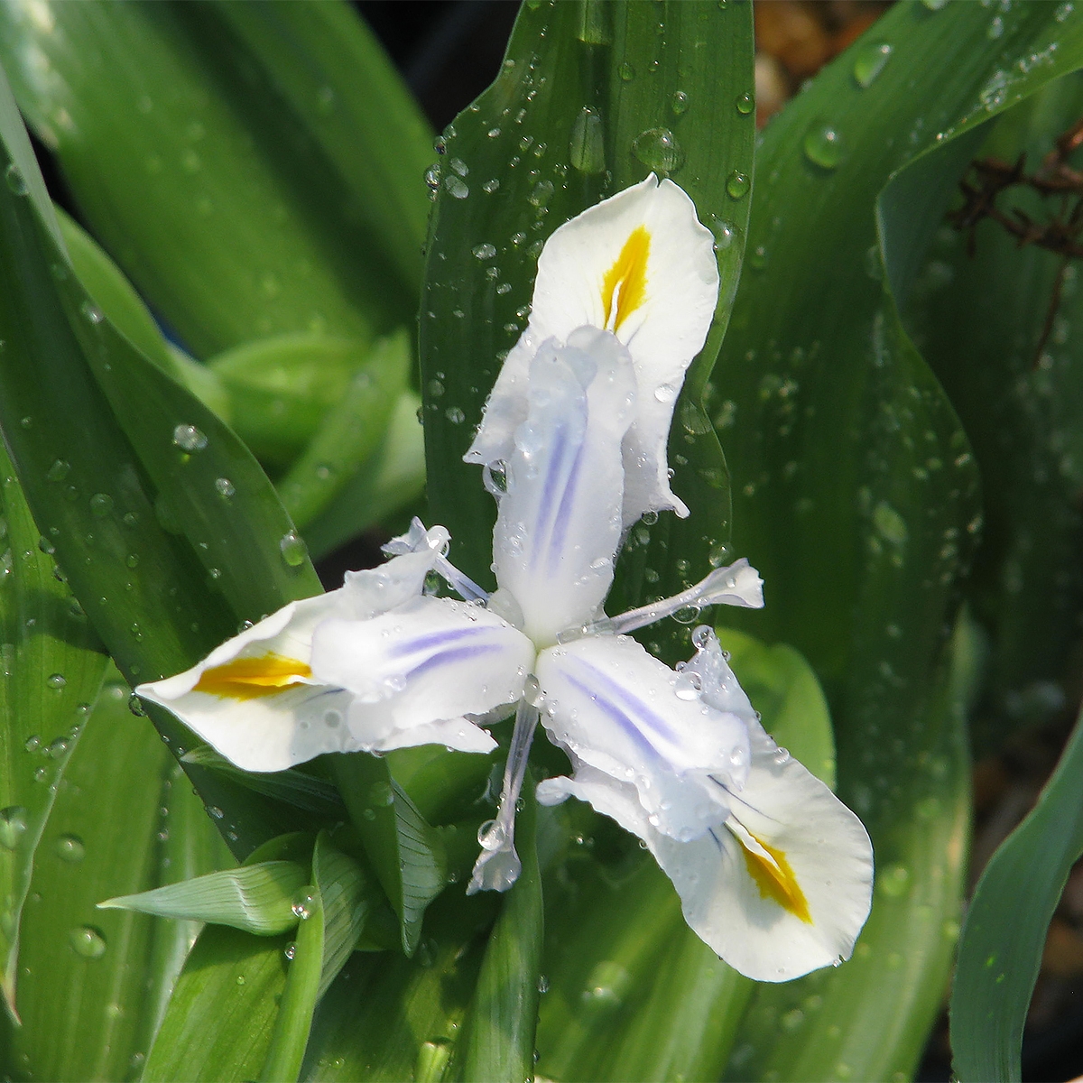 Iris magnifica alba - Iris majestueux