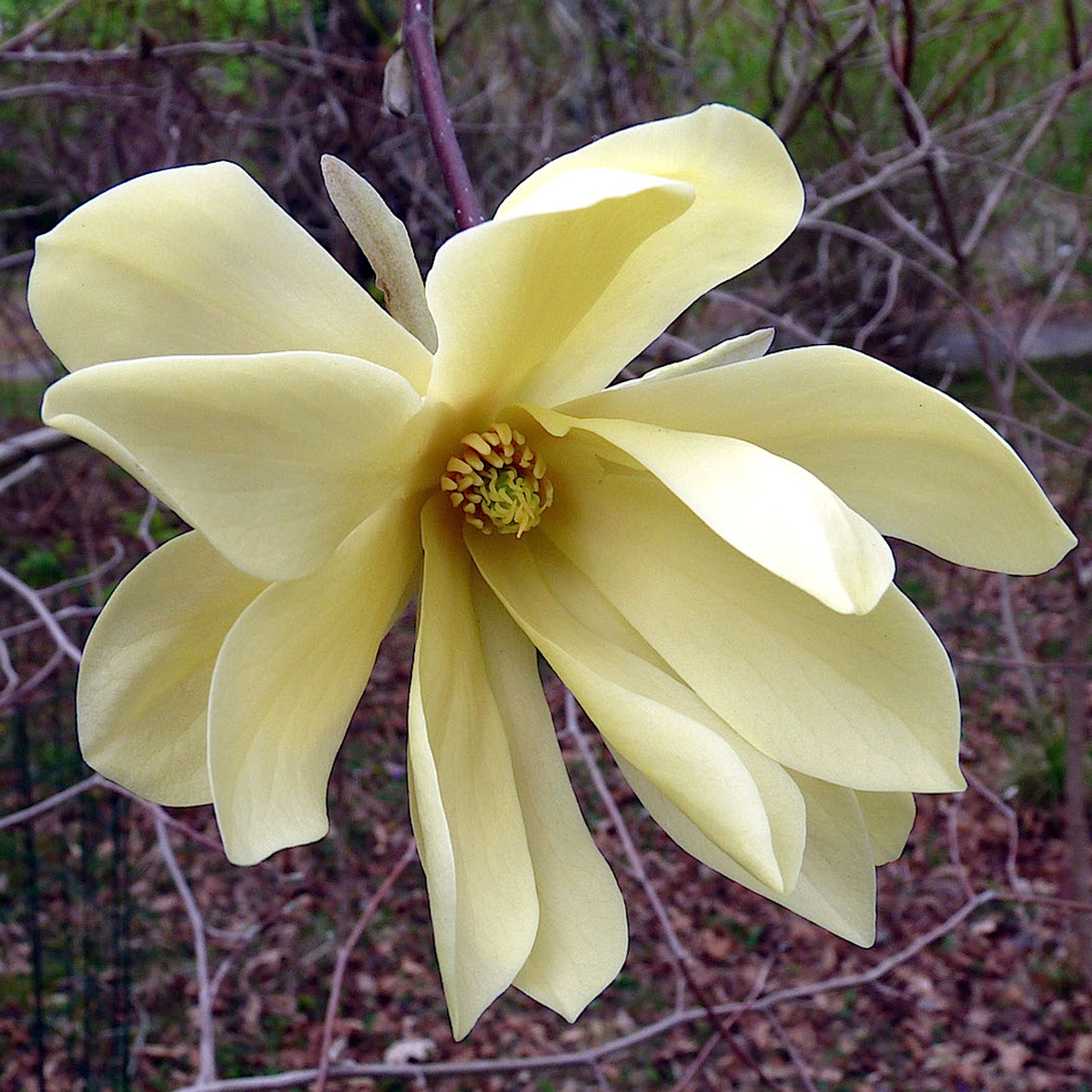 Magnolia x stellata Gold Star - Magnolia étoilé jaune pâle
