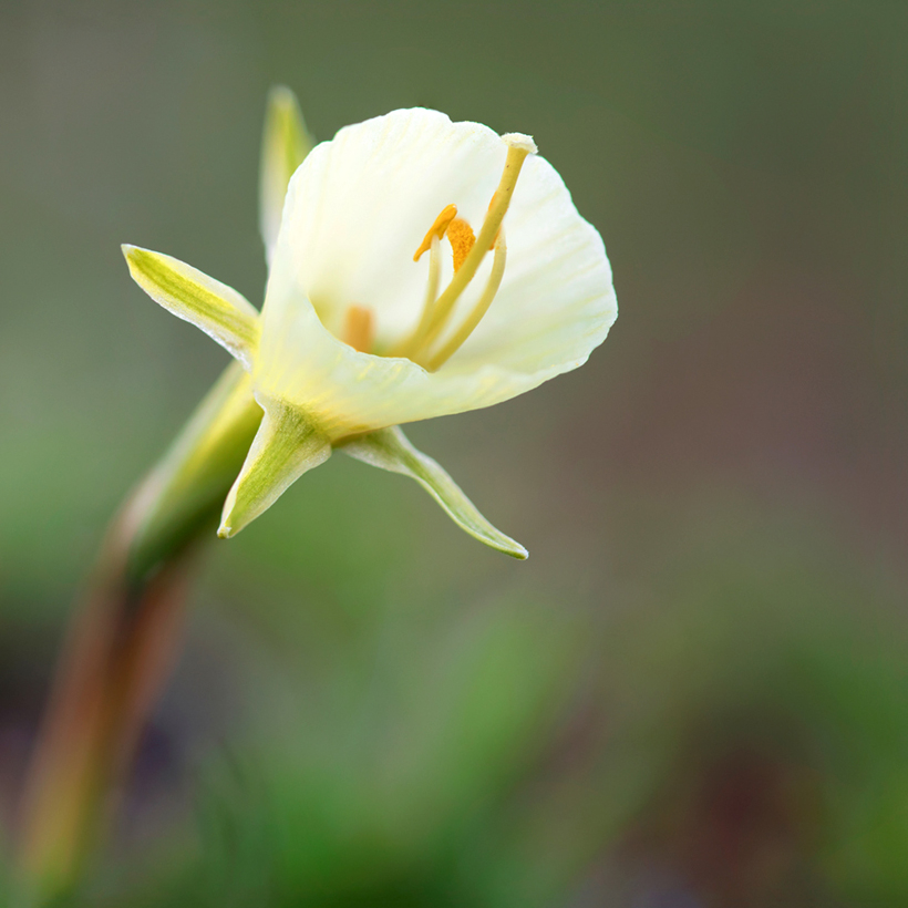 Narcisse bulbocodium White Petticoat