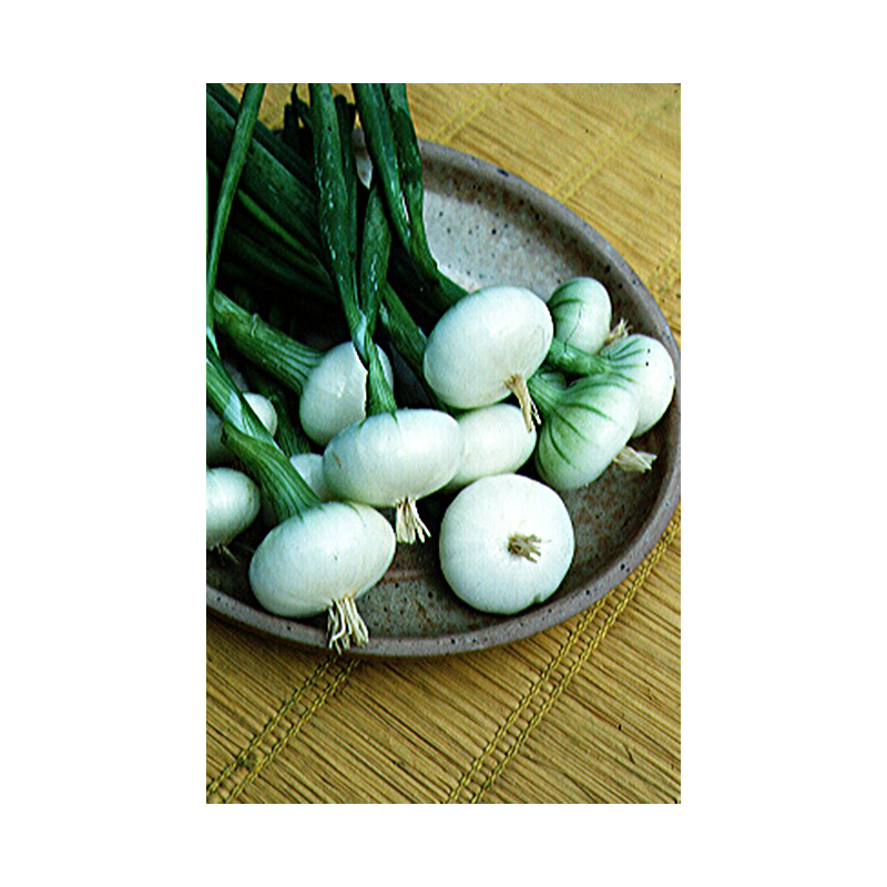 Oignon Blanc hâtif de Paris - Allium cepa