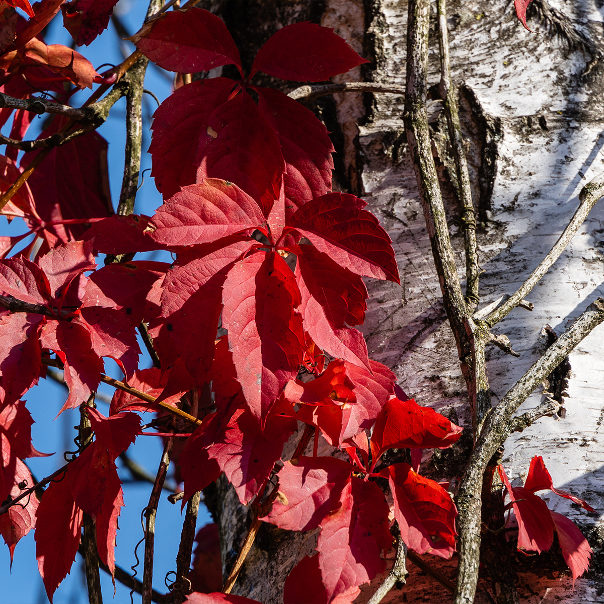 Vigne vierge vraie, Vigne vierge de Virginie - Parthenocissus quinquefolia Red Wall livré en hauteur 60/120 cm en pot de 3l/4l