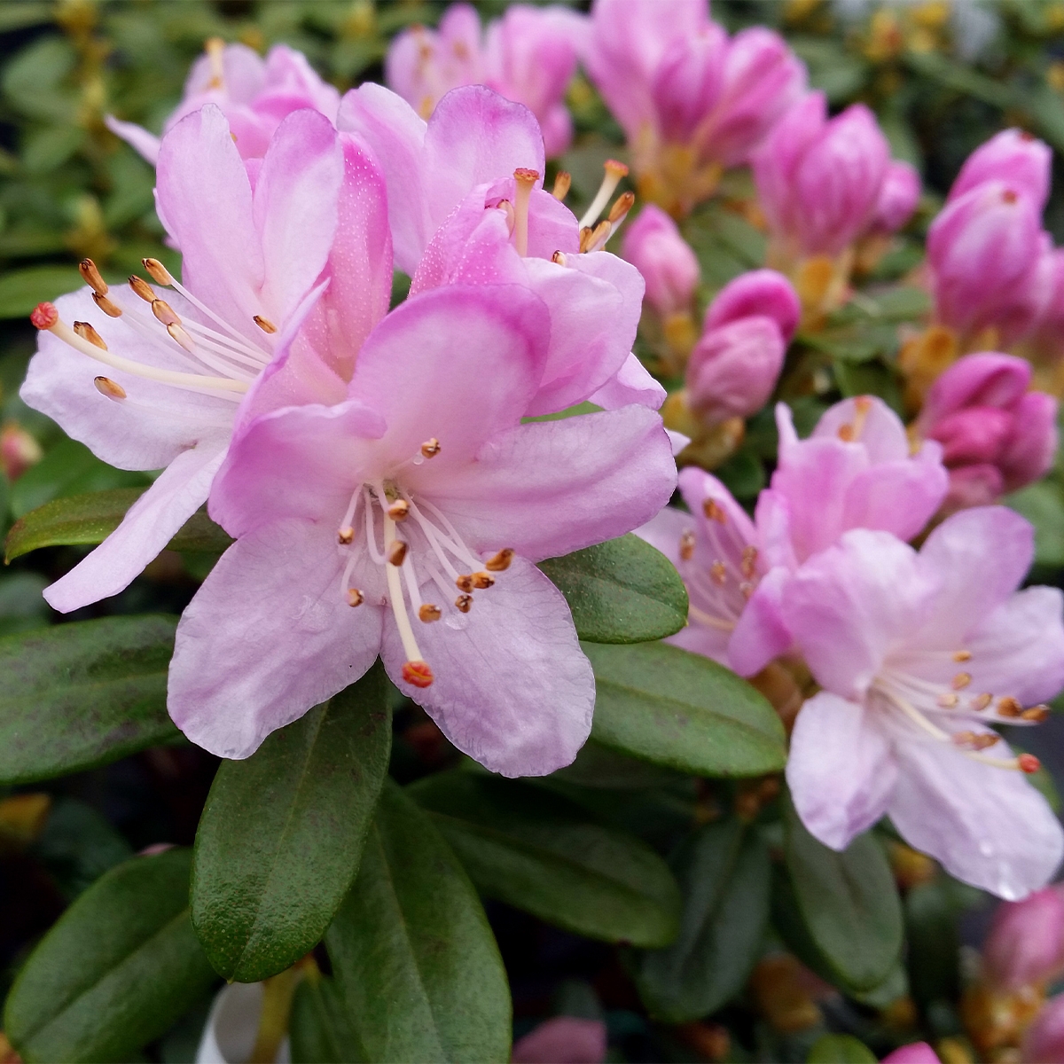 Rhododendron Snipe - Rhododendron nain