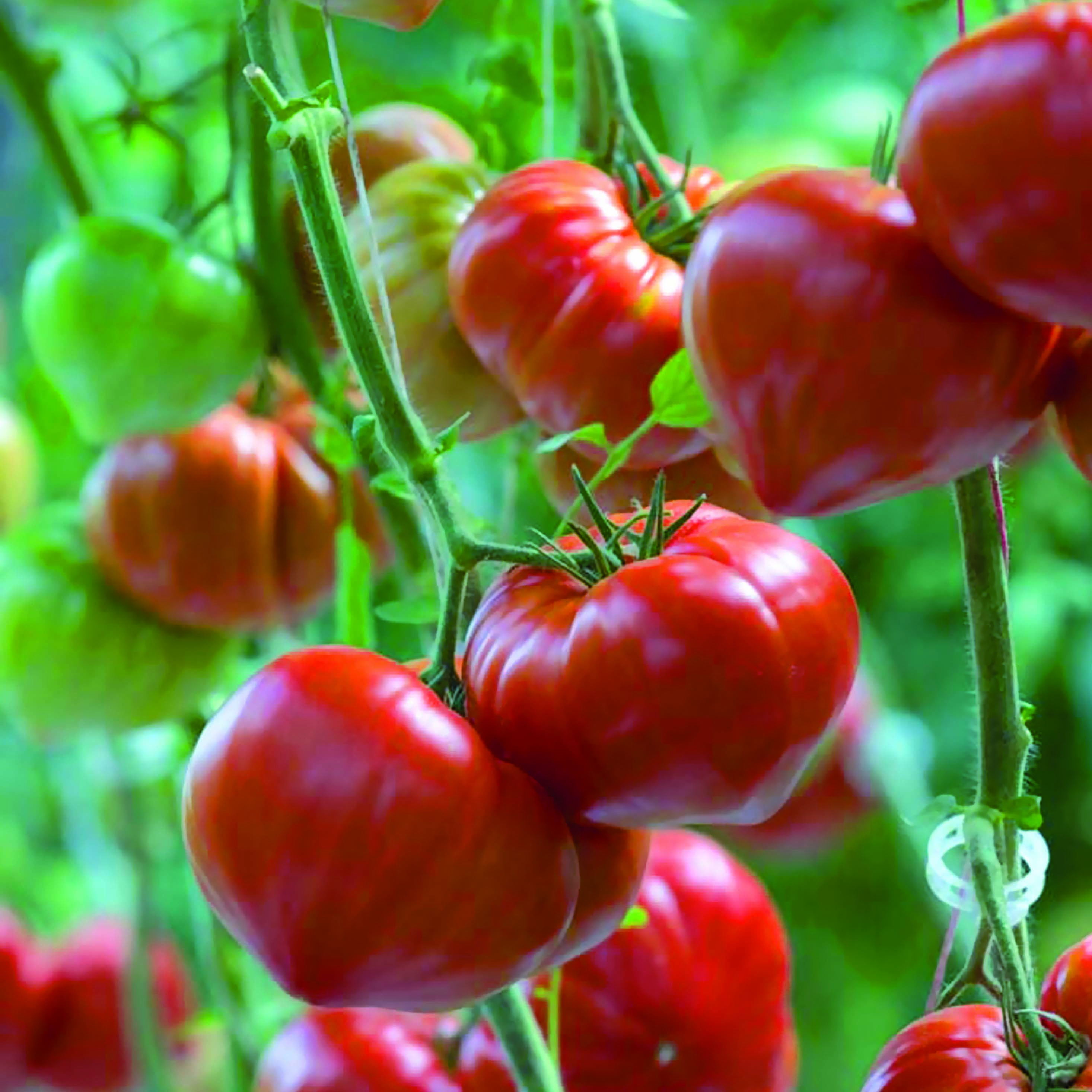 Plants de Tomates – Solanum lycopersicum – Tomates anciennes – Tomates