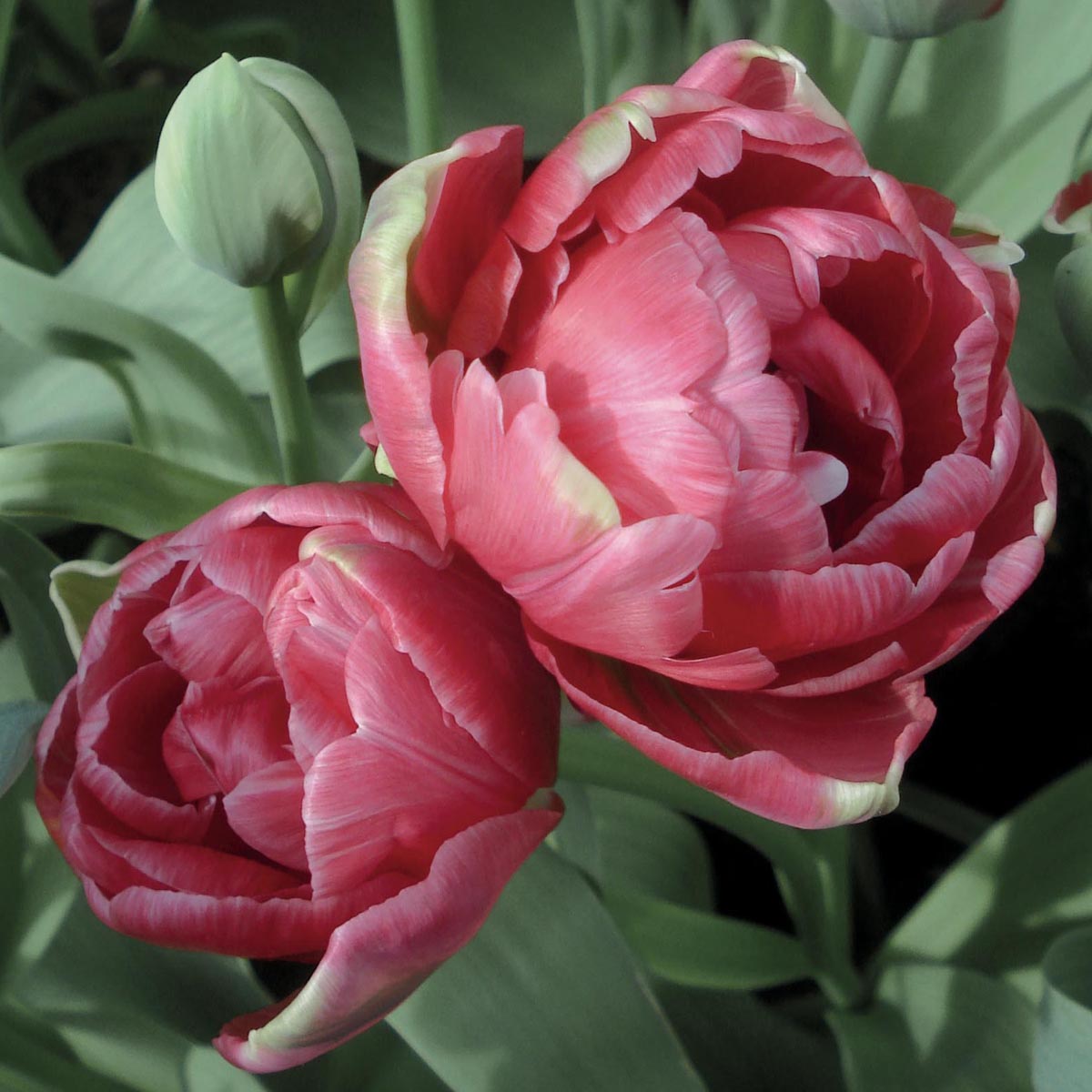  Tulipe double Wedding Gift 