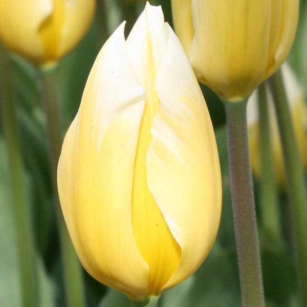 Tulipe Fosteriana Sweetheart