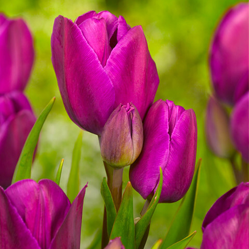 Tulipe pluriflore Purple Bouquet