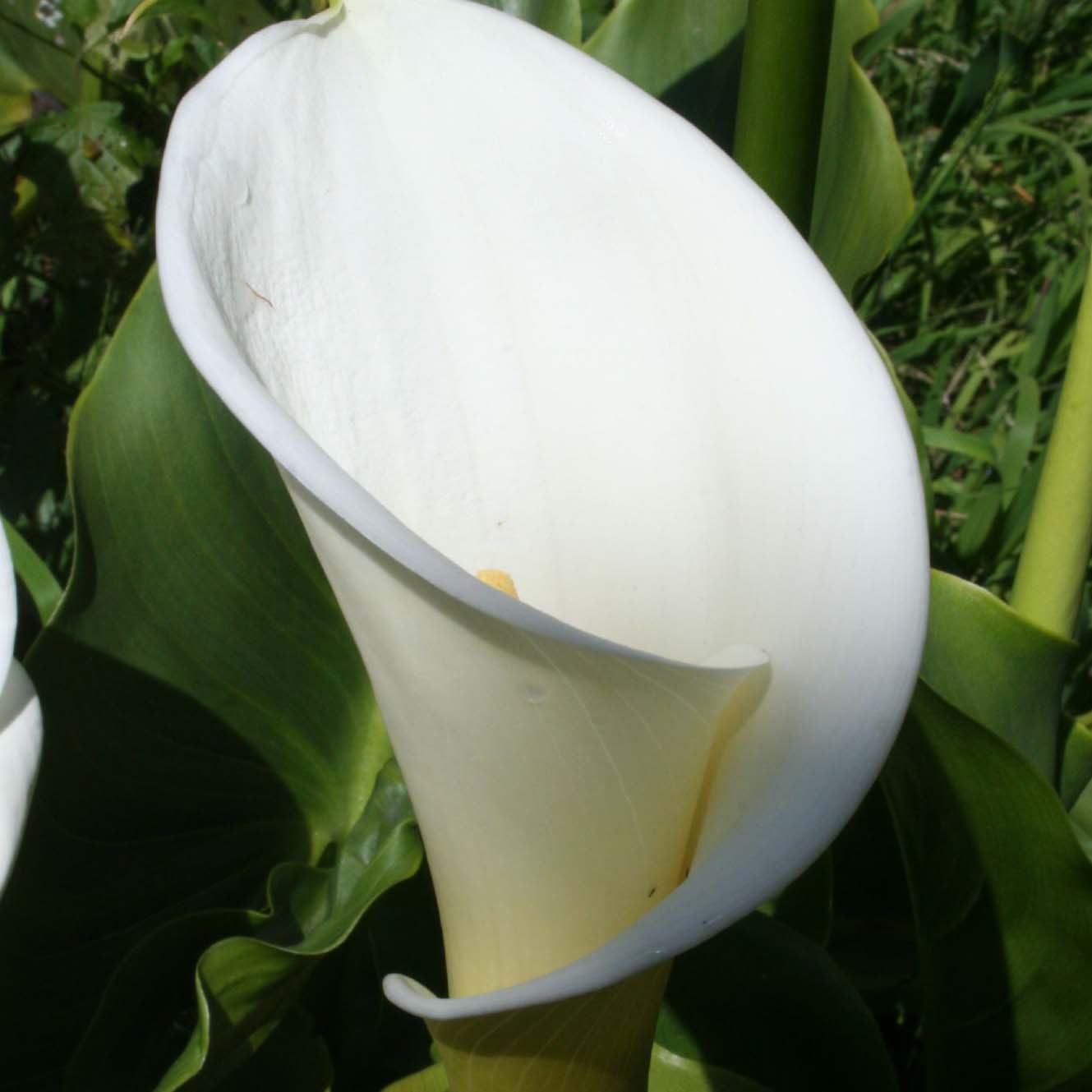 Arum ou Calla blanc - Zantedeschia Aethiopica