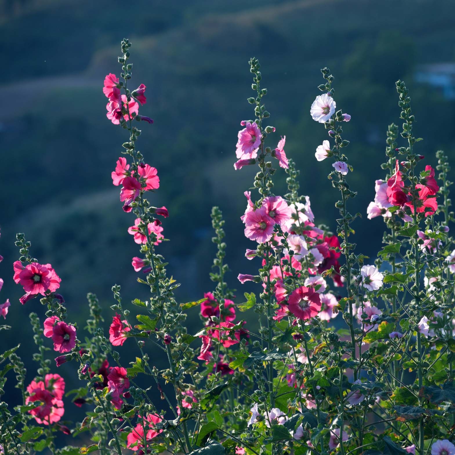 Alcea rosea Simplex - Rose Trémière en mélange Godet de 8 cm