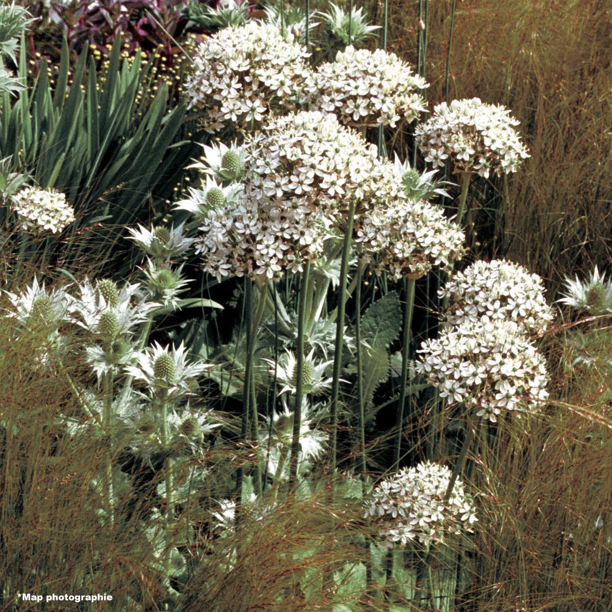 Allium nigrum - Ail d'ornement
