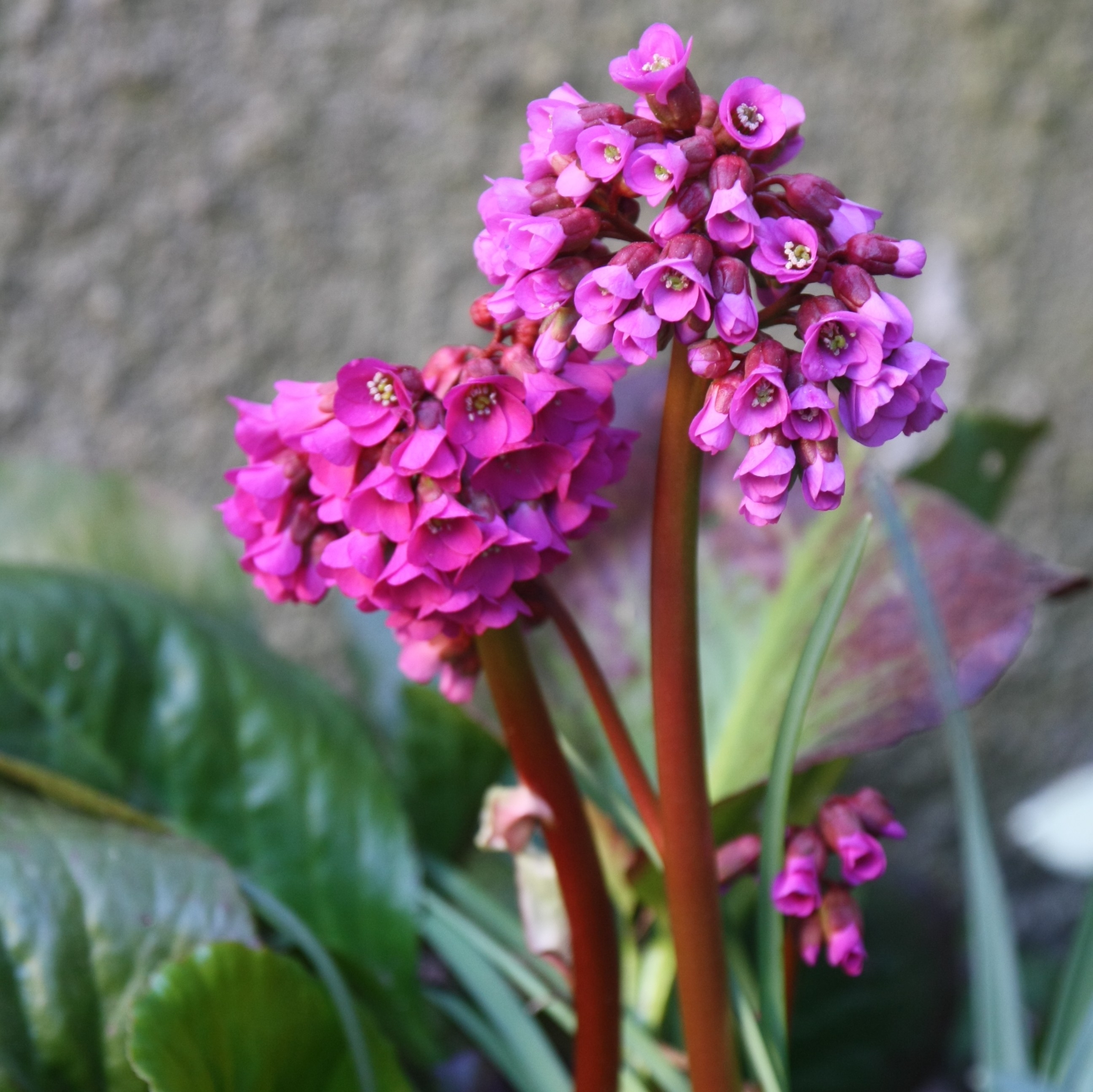 Bergenia purpurascens - Plante des savetiers en godet de 9 cm