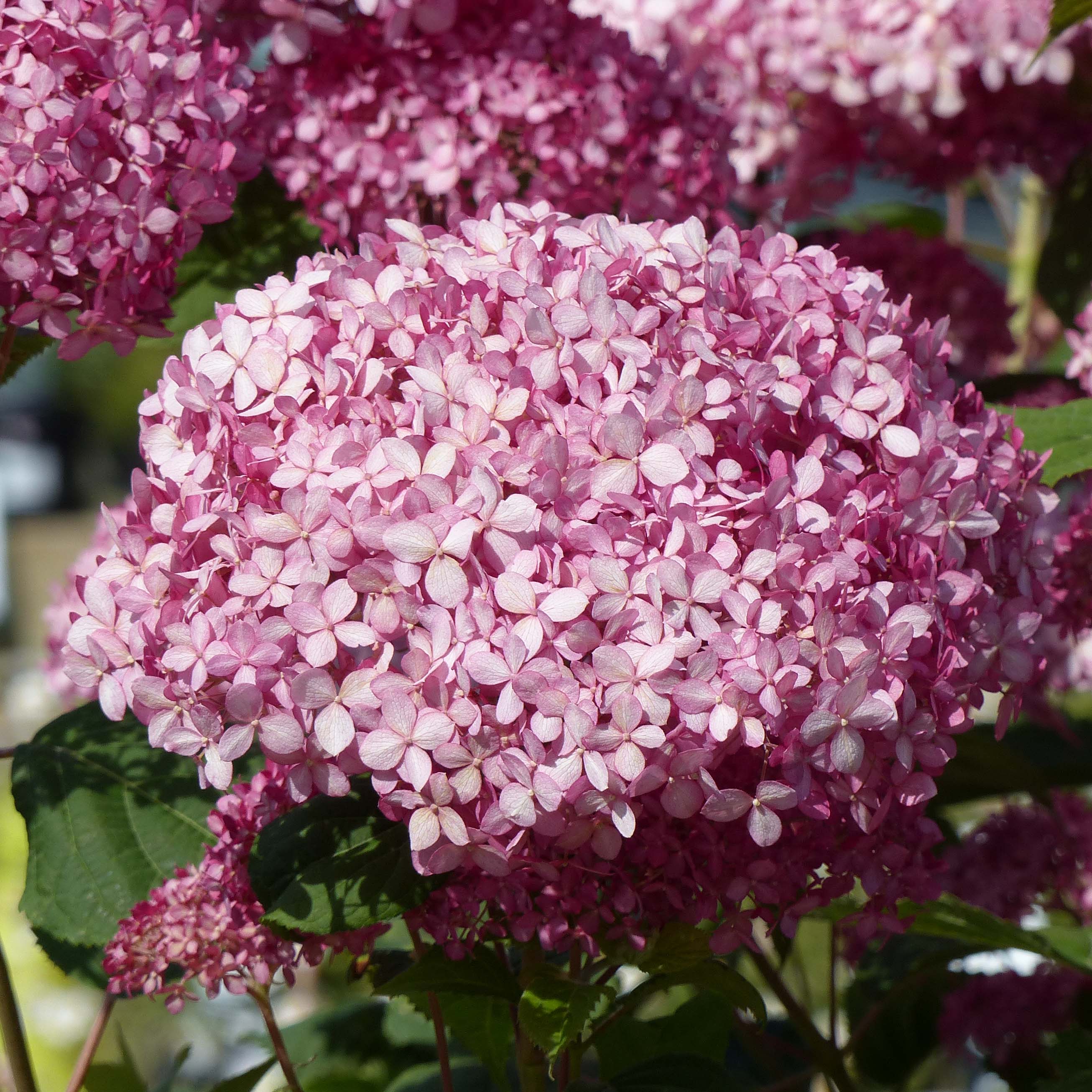 Hortensia - Hydrangea arborescens Pink Annabelle ou Invincibelle® en pot de 7,5L/10L