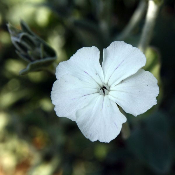 Lychnis coronaria Alba - Coquelourde des jardins blanche en godet de 9 cm