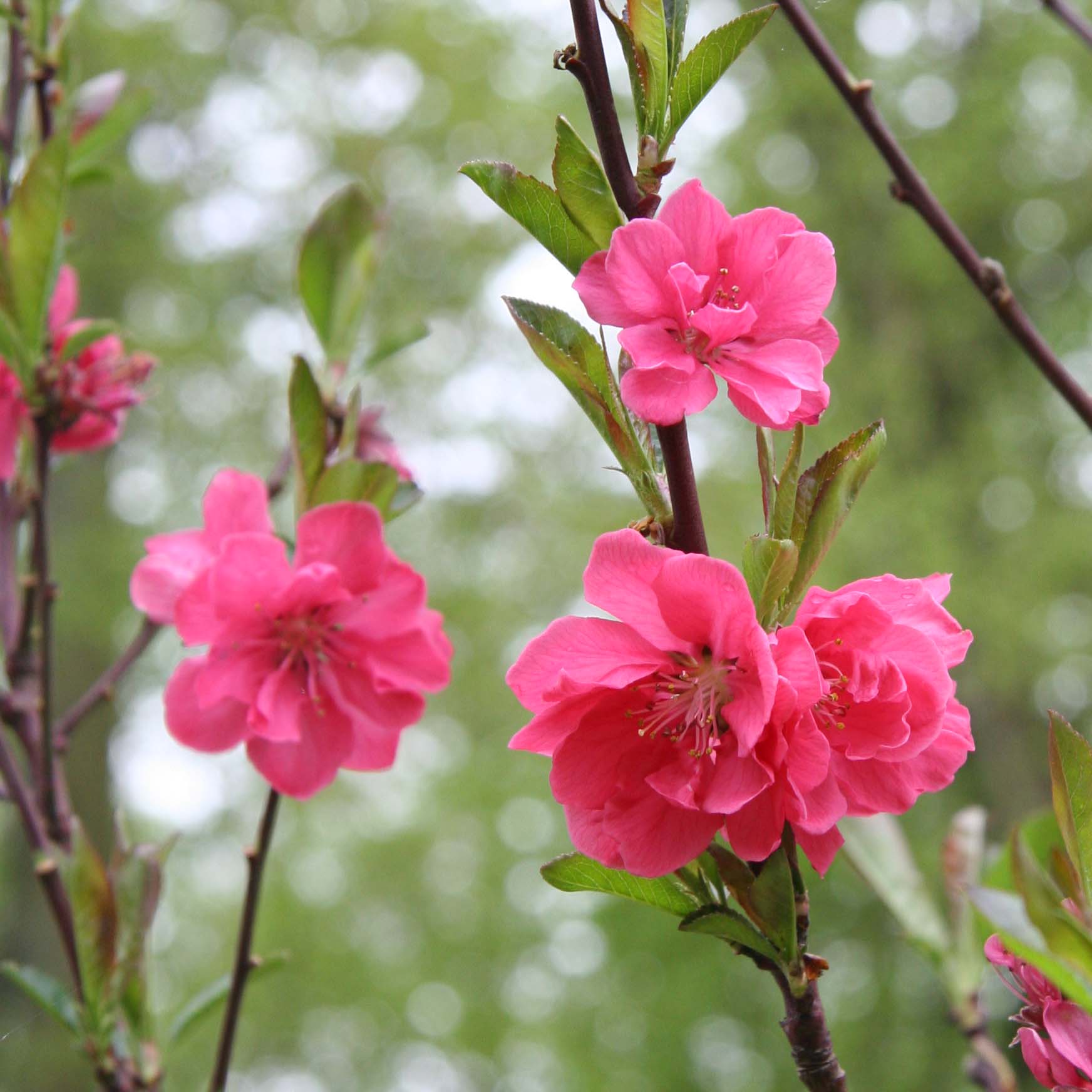 Pêcher à fleurs - Prunus persica Taoflora Pink Pot de 7,5L/10L