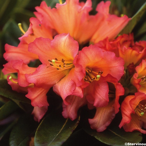 Rhododendron Unique Marmalade - Rhododendron hybride